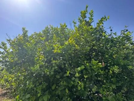 Dalyan Eskiköyde 15 000 M2 Limon Bahçesi Satılık