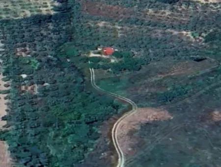 Muğla Menteşe Kafaca Da 6350 M2 Tarla Satılık