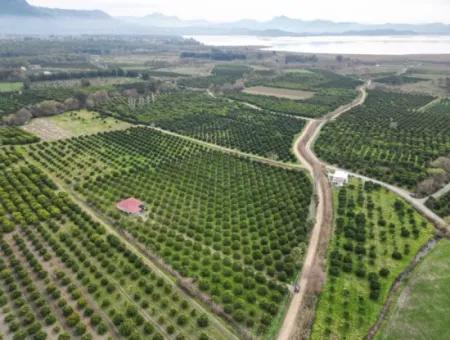 Köyceğiz Toparlarda 17.000 M2 Portakal Bahçesinde 3+1 Satılık Köy Evi