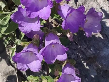 Muğla Köyceğiz Çandır’da Göl Manzaralı Köy Evi Ve Zeytinlik Arazi Satılık