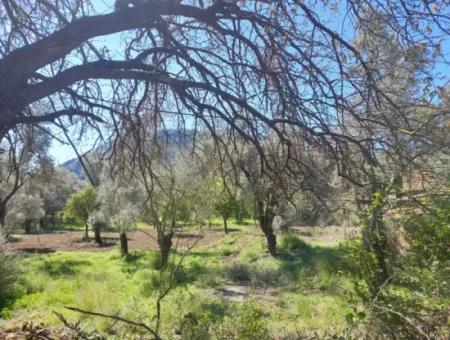 Muğla Köyceğiz Çandır’da Göl Manzaralı Köy Evi Ve Zeytinlik Arazi Satılık