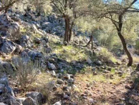 Köyceğiz Ekincikte Satılık Deniz Manzaralı 1 650 M2 Zeytinlik
