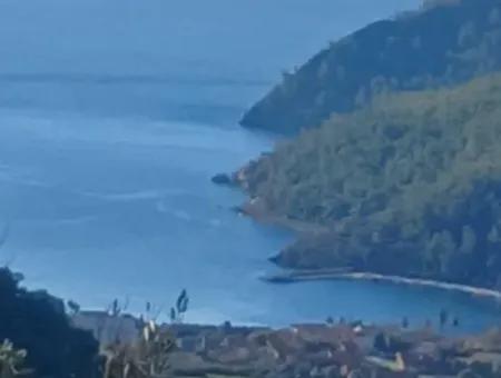 Köyceğiz Ekincikte Satılık Deniz Manzaralı 1 650 M2 Zeytinlik