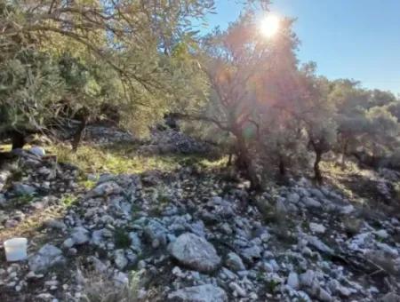 Köyceğiz Ekincikte Satılık Deniz Manzaralı 1 650 M2 Zeytinlik
