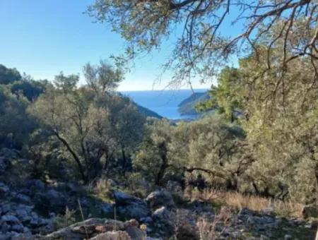 Köyceğiz Ekincikte Satılık Deniz Manzaralı 1 650 M2 Zeytinlik
