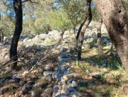 Köyceğiz Ekincikte Satılık Deniz Manzaralı 1 650 M2 Zeytinlik
