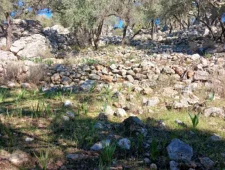 Köyceğiz Ekincikte Satılık Deniz Manzaralı 1 650 M2 Zeytinlik