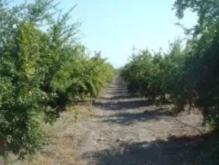 Ortaca, Mergenlide Müstakil  8.780 M2 Nar Bahçesi Satılık