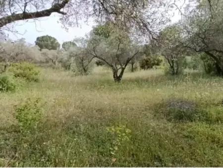 Muğla Menteşe Yaraş'ta Köy İçinde İmarlı 1272M2 Arsa Satılık.   
