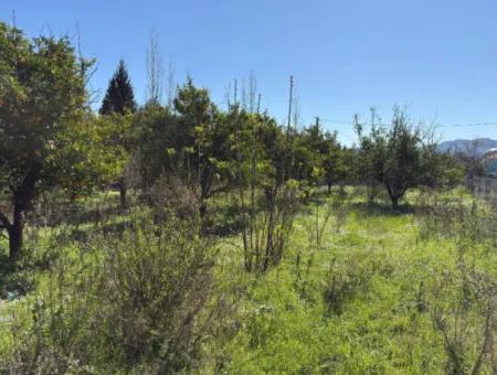 Köyceğiz Çandır'da 1000 M2 Satılık Arsa