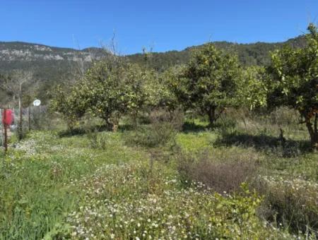 Köyceğiz Çandır'da 1000 M2 Satılık Arsa