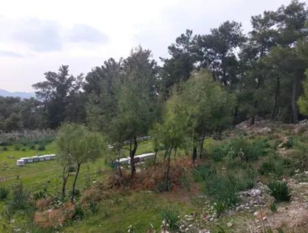 Dalaman Gürköyde 3.500 M2 Deniz Manzaralı Müstakil Arazi Satılık