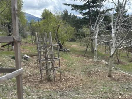 Antalya Akseki Çimiköy  9 400 M2 Müstakil Kelepir Ceviz Bahçesi Satılık Veya Takas