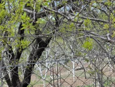 Antalya Akseki Çimiköy  9 400 M2 Müstakil Kelepir Ceviz Bahçesi Satılık Veya Takas