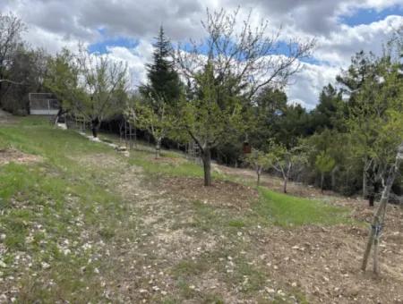 Antalya Akseki Çimiköy  9 400 M2 Müstakil Kelepir Ceviz Bahçesi Satılık Veya Takas