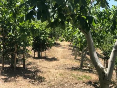 Antalya Akseki Çimiköy  9 400 M2 Müstakil Kelepir Ceviz Bahçesi Satılık Veya Takas