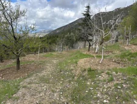 Antalya Akseki Çimiköy  9 400 M2 Müstakil Kelepir Ceviz Bahçesi Satılık Veya Takas