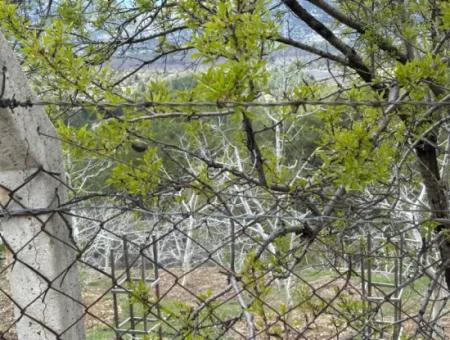 Antalya Akseki Çimiköy  9 400 M2 Müstakil Kelepir Ceviz Bahçesi Satılık Veya Takas