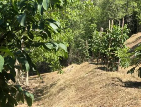 Antalya Akseki Çimiköy  9 400 M2 Müstakil Kelepir Ceviz Bahçesi Satılık Veya Takas