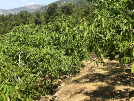 Antalya Akseki Çimiköy  9 400 M2 Müstakil Kelepir Ceviz Bahçesi Satılık Veya Takas