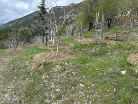 Antalya Akseki Çimiköy  9 400 M2 Müstakil Kelepir Ceviz Bahçesi Satılık Veya Takas