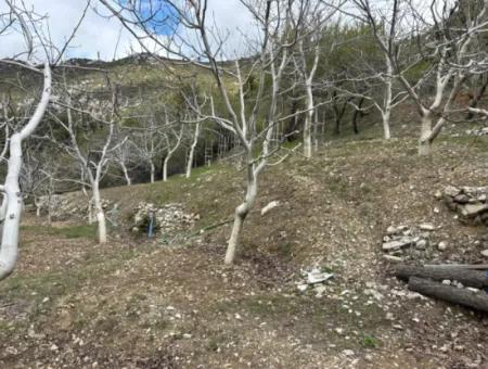 Antalya Akseki Çimiköy  9 400 M2 Müstakil Kelepir Ceviz Bahçesi Satılık Veya Takas