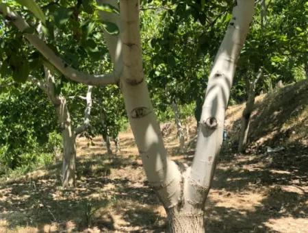 Antalya Akseki Çimiköy  9 400 M2 Müstakil Kelepir Ceviz Bahçesi Satılık Veya Takas