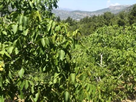 Antalya Akseki Çimiköy  9 400 M2 Müstakil Kelepir Ceviz Bahçesi Satılık Veya Takas