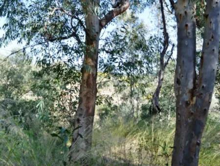Dalaman'da Toplu Konut Yapmaya 6 165 M2, Uygun 18 Villa İmarlı Arsa Kat Karşılığı Verilecek