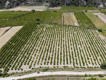 Ortaca Mergenlide 13 500 M2 Tarla Satılık