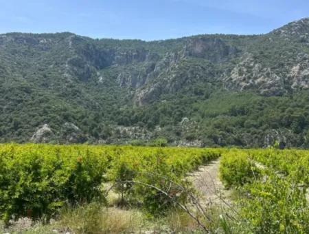 Ortaca Mergenlide 13 500 M2 Tarla Satılık