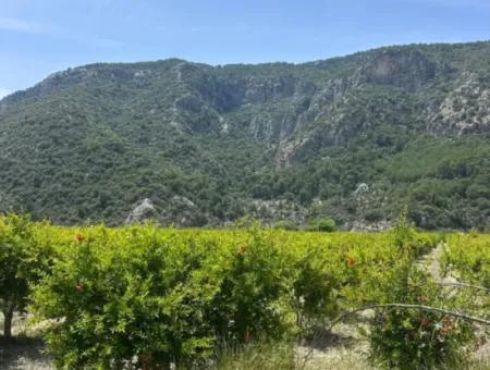 Ortaca Mergenlide 13 500 M2 Tarla Satılık