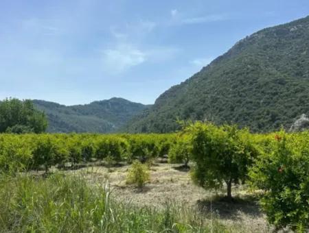 Ortaca Mergenlide 13 500 M2 Tarla Satılık