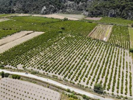 Ortaca Mergenlide 13 500 M2 Tarla Satılık