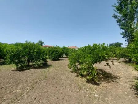 Ortaca Kemaliyede  Rızai Taksimli 500 M2 Arazi Acil Satılık