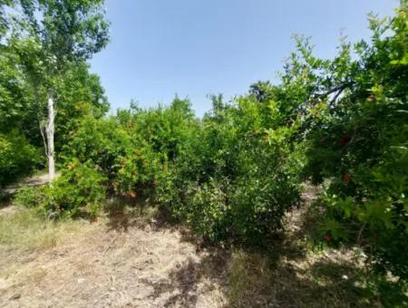 Ortaca Kemaliyede  Rızai Taksimli 500 M2 Arazi Acil Satılık