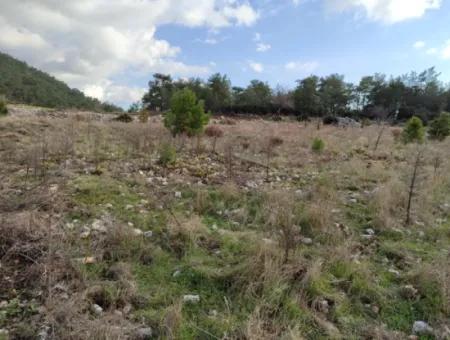 Muğla Milas Yoğunoluk’ta 11.600 M² Düz Kelepir Arazi Satılık