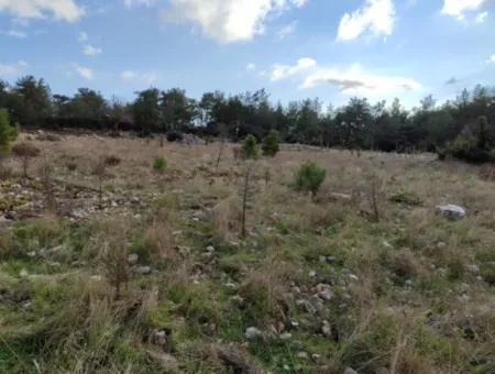 Muğla Milas Yoğunoluk’ta 11.600 M² Düz Kelepir Arazi Satılık