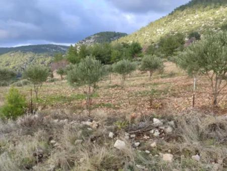 Muğla Milas Yoğunoluk’ta 11.600 M² Düz Kelepir Arazi Satılık