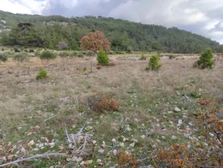 Muğla Milas Yoğunoluk’ta 11.600 M² Düz Kelepir Arazi Satılık