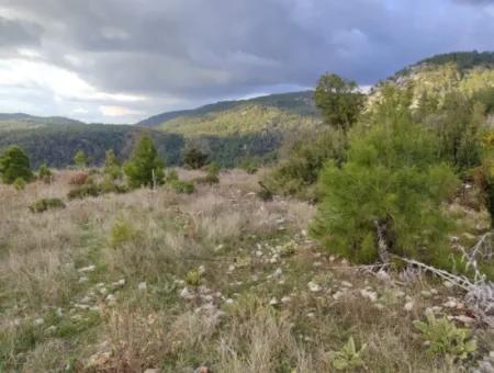 Muğla Milas Yoğunoluk’ta 11.600 M² Düz Kelepir Arazi Satılık