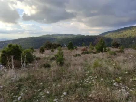 Muğla Milas Yoğunoluk’ta 11.600 M² Düz Kelepir Arazi Satılık