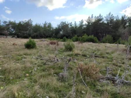 Muğla Milas Yoğunoluk’ta 11.600 M² Düz Kelepir Arazi Satılık