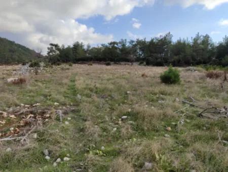 Muğla Milas Yoğunoluk’ta 11.600 M² Düz Kelepir Arazi Satılık