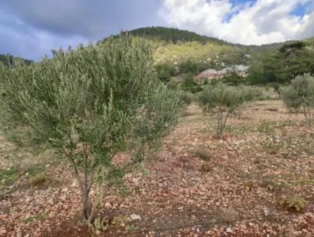 Muğla Milas Yoğunoluk’ta 11.600 M² Düz Kelepir Arazi Satılık