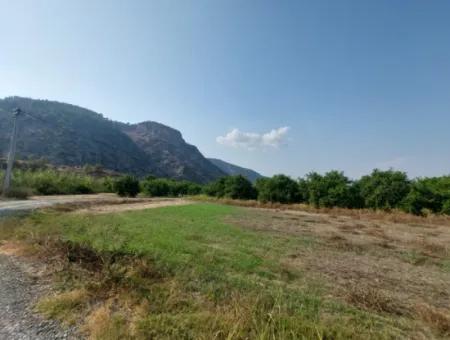 Ortaca Karadonlar’da 4.500 M² Bakımlı Limon Bahçesi Satılık