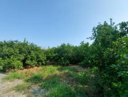 Ortaca Karadonlar’da 4.500 M² Bakımlı Limon Bahçesi Satılık