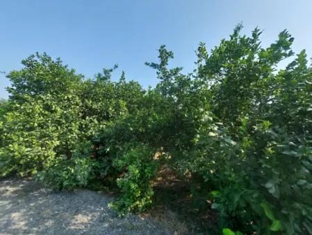 Ortaca Karadonlar’da 4.500 M² Bakımlı Limon Bahçesi Satılık