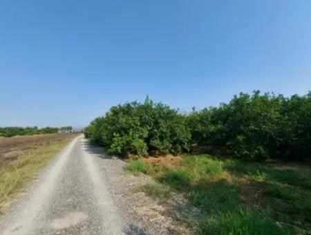 Ortaca Karadonlar’da 4.500 M² Bakımlı Limon Bahçesi Satılık