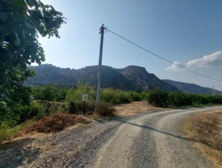 Ortaca Karadonlar’da 4.500 M² Bakımlı Limon Bahçesi Satılık
